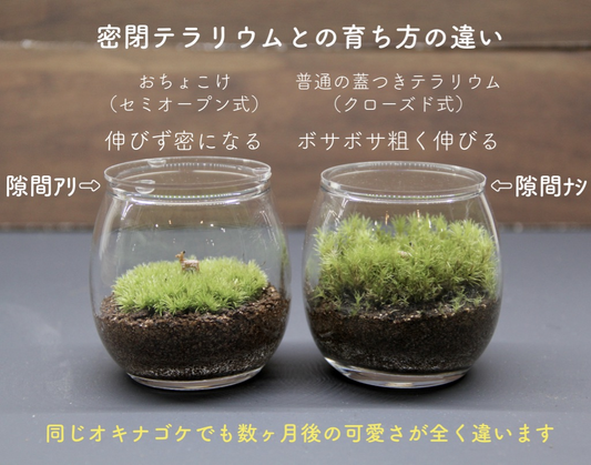 苔の種類と容器の選び方