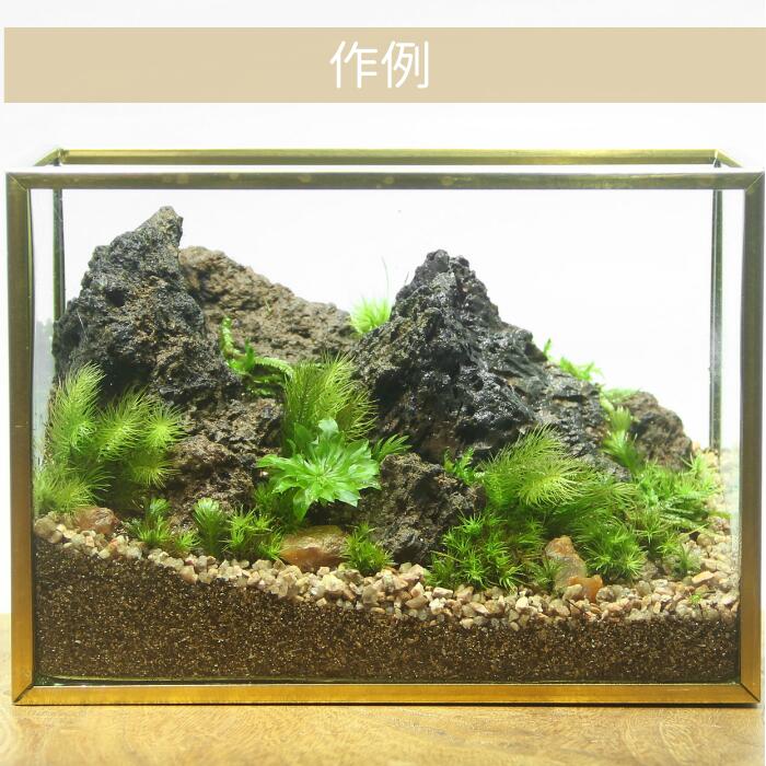 【メタルフレームL type】苔テラリウム制作キット《苔パック5種》