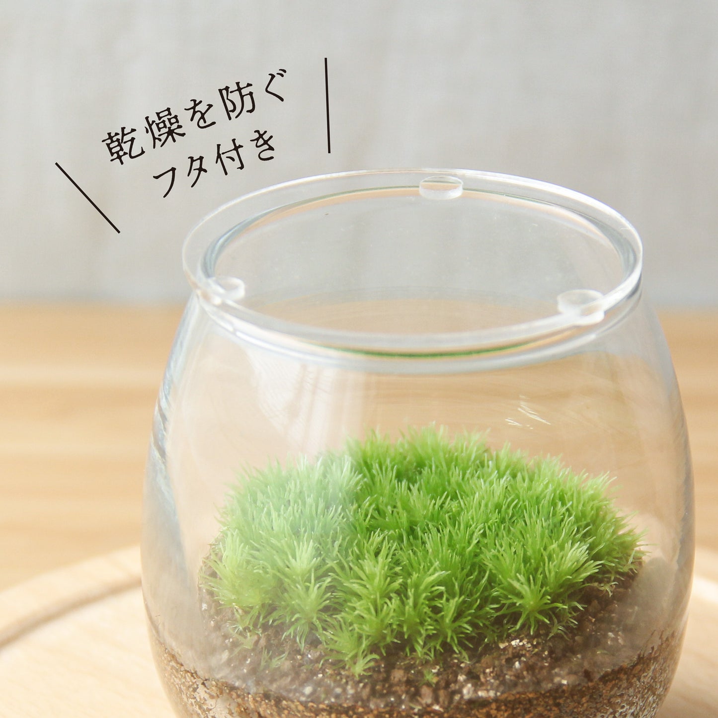 【バルーン type】苔テラリウム制作キット《苔パック5種》
