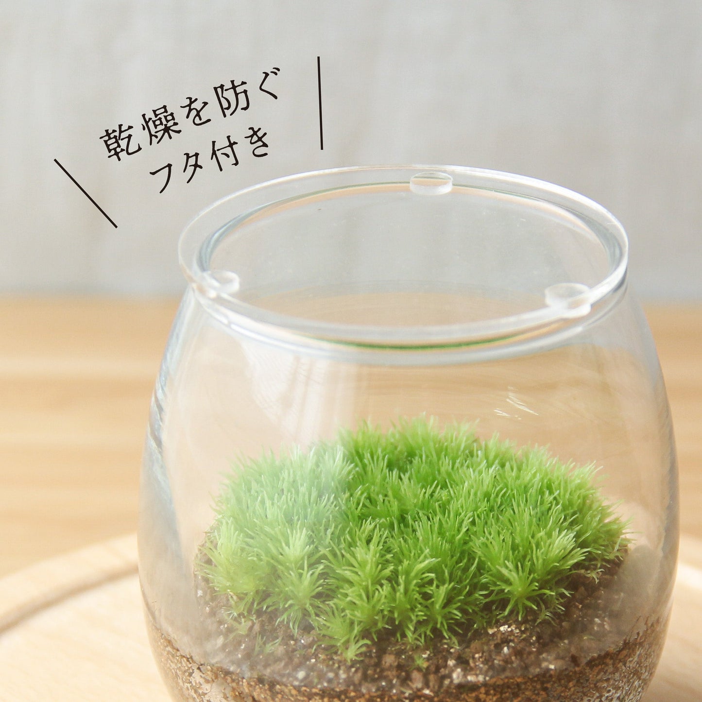 きつねと鳥居_枯山水 ボウルS《苔テラリウム・コケリウム》