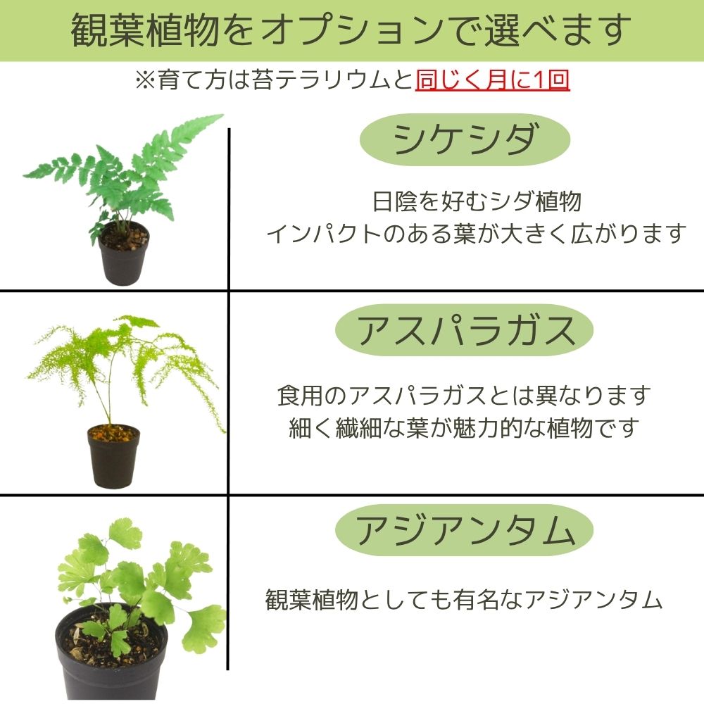 \送料無料/石が選べる【直径19㎝ 大型ボウル容器 苔テラリウム制作キット】《苔5種パック+苔1種》