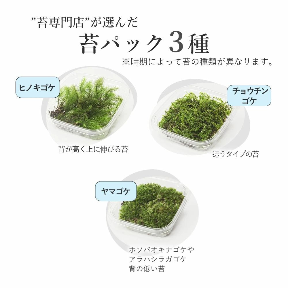 【容器が選べる】苔テラリウム スターターキット|初心者向け 【苔3種パック付き】