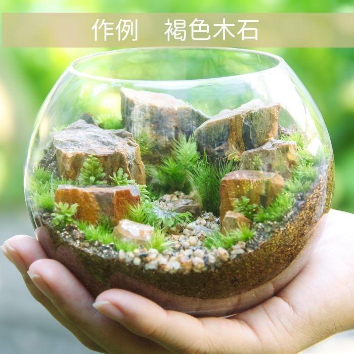 【ボウル2L type】苔テラリウム制作キット《苔パック5種》