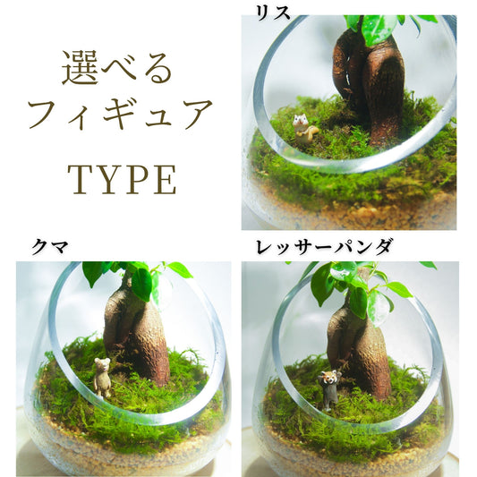 \送料無料/ガジュマルのオープンテラリウム《インテリア苔テラリウム・コケリウム》