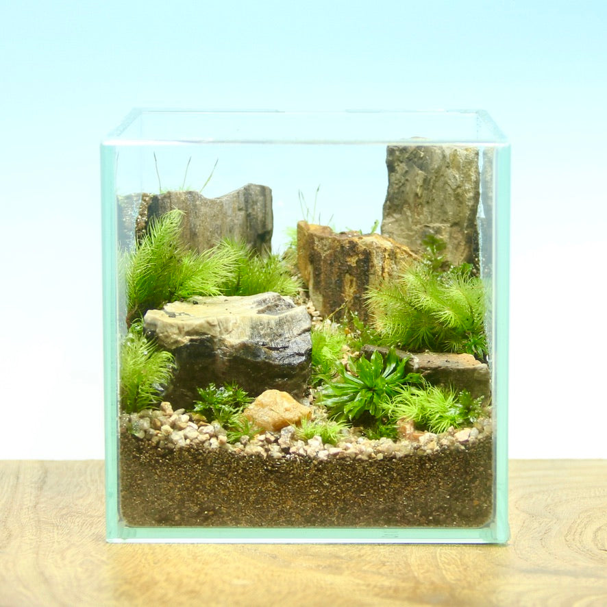 褐色木化石M(10-60mm)《苔テラリウム・コケリウム用》