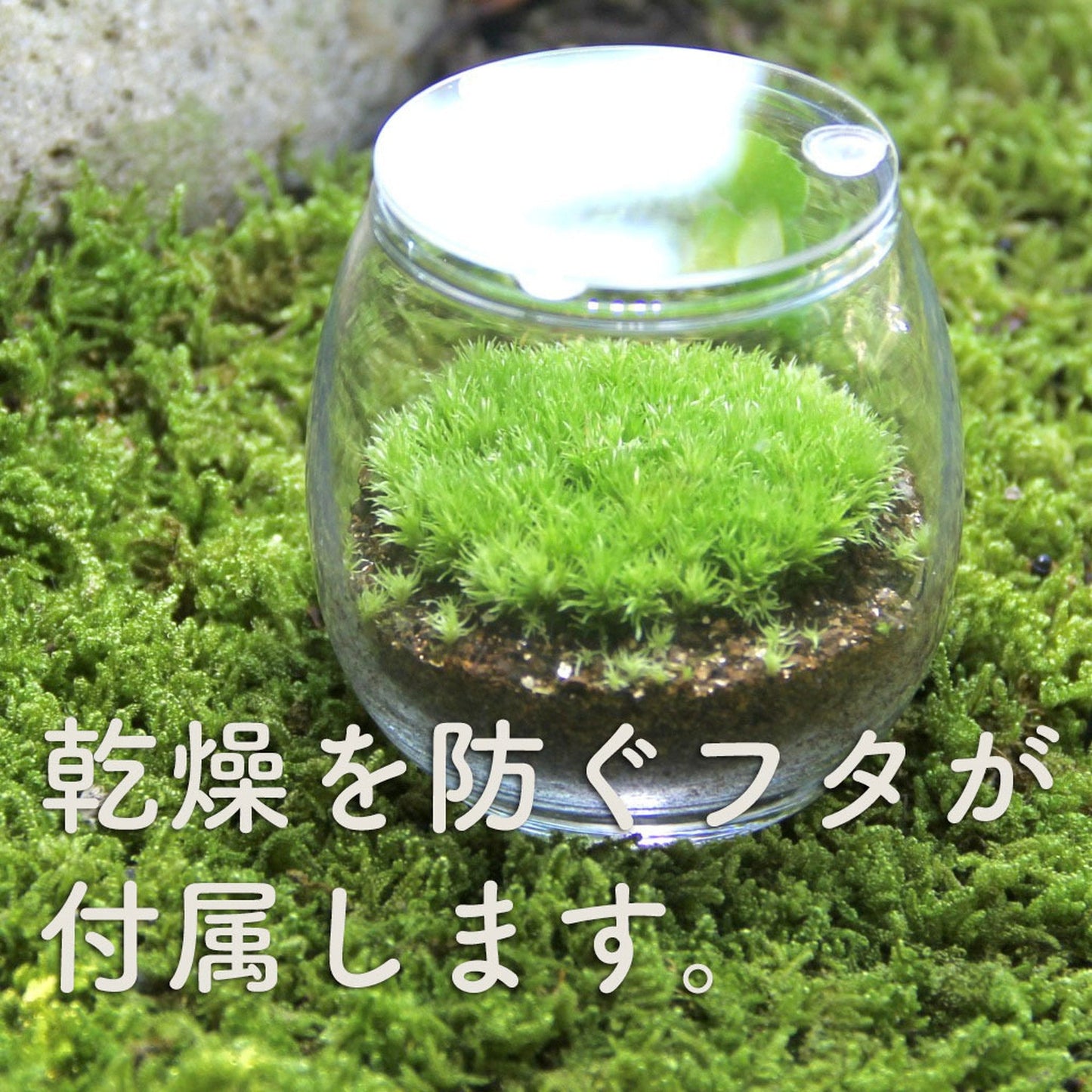 フィギュアなし-おちょこけ《苔テラリウム・コケリウム》☆父の日ギフトオススメ