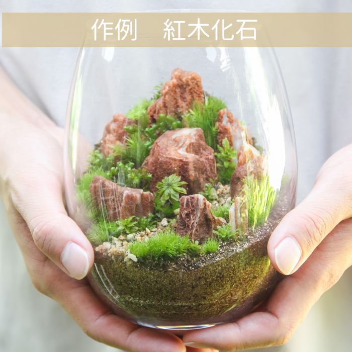 【バルーン type】苔テラリウム制作キット《苔パック5種》