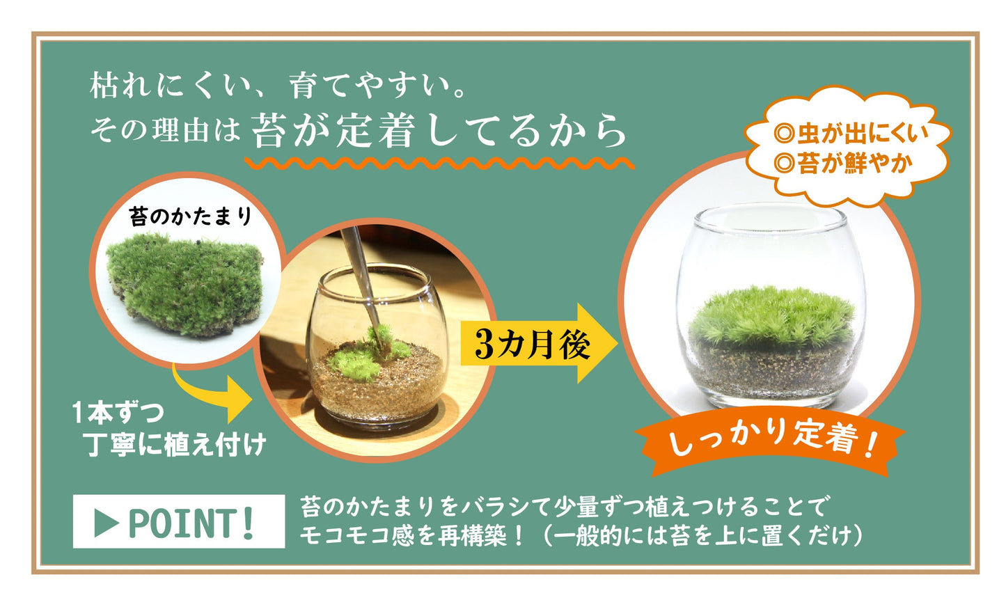 フィギュアなし-おちょこけ《苔テラリウム・コケリウム》☆父の日ギフトオススメ