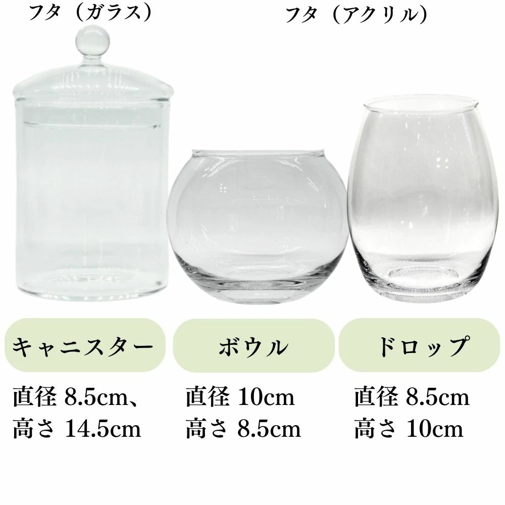 【容器が選べる】苔テラリウム スターターキット|初心者向け 【苔3種パック付き】