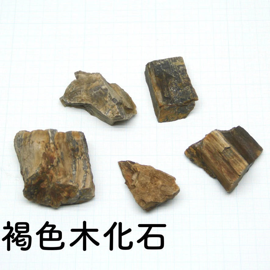 【ボウル2L type】苔テラリウム制作キット《苔パック5種》