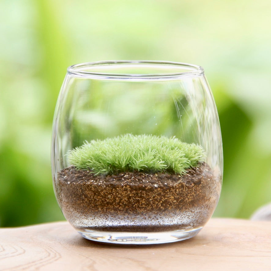フィギュアなし-おちょこけ《苔テラリウム・コケリウム》☆父の日ギフトオススメ
