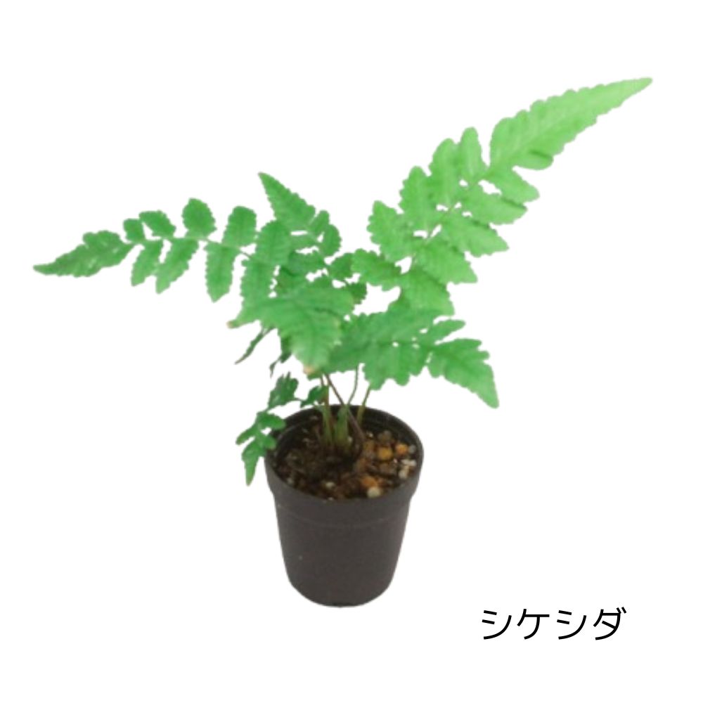 \送料無料/石が選べる【直径19㎝ 大型ボウル容器 苔テラリウム制作キット】《苔5種パック+苔1種》