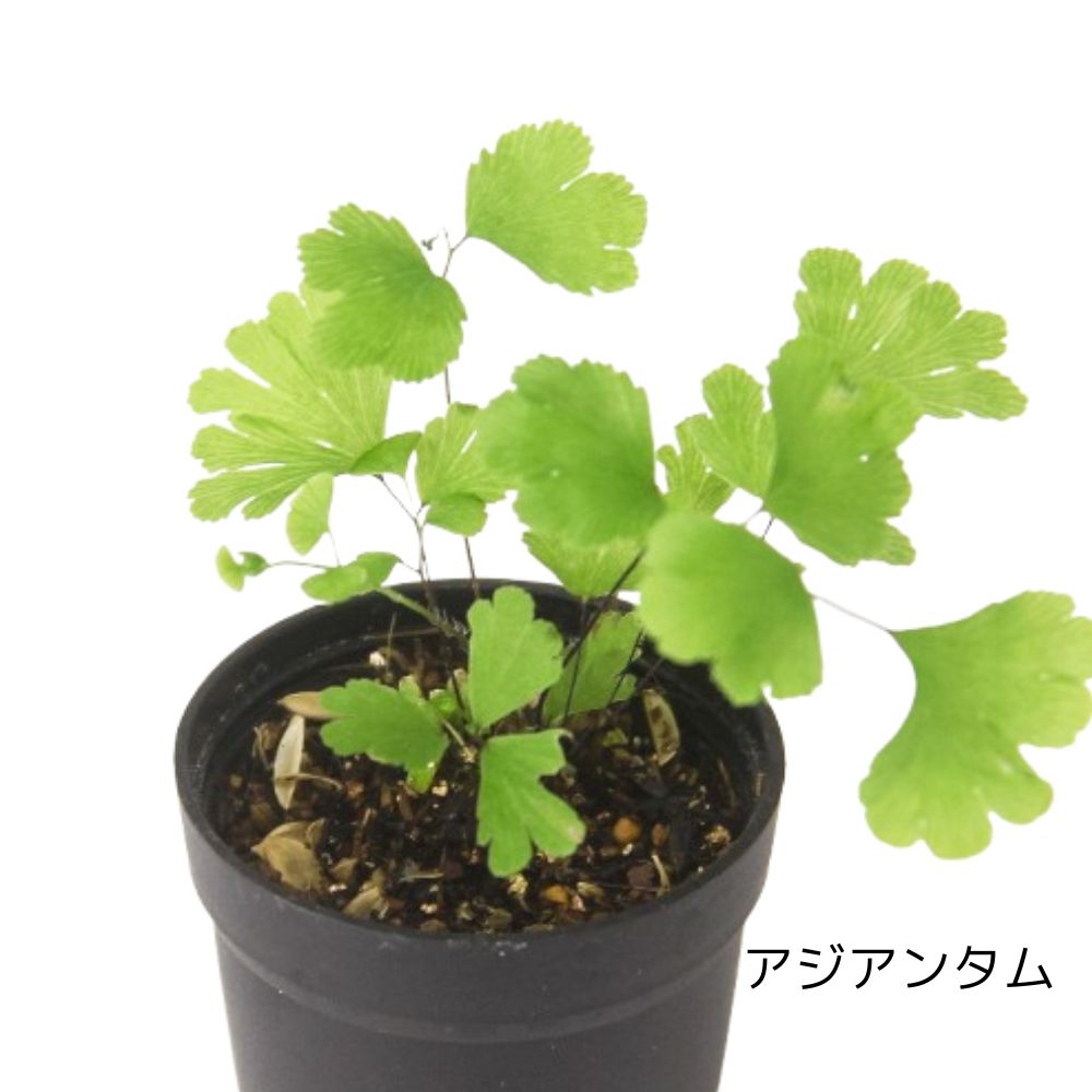 \送料無料/石が選べる【直径19㎝ 大型ボウル容器 苔テラリウム制作キット】《苔5種パック+苔1種》