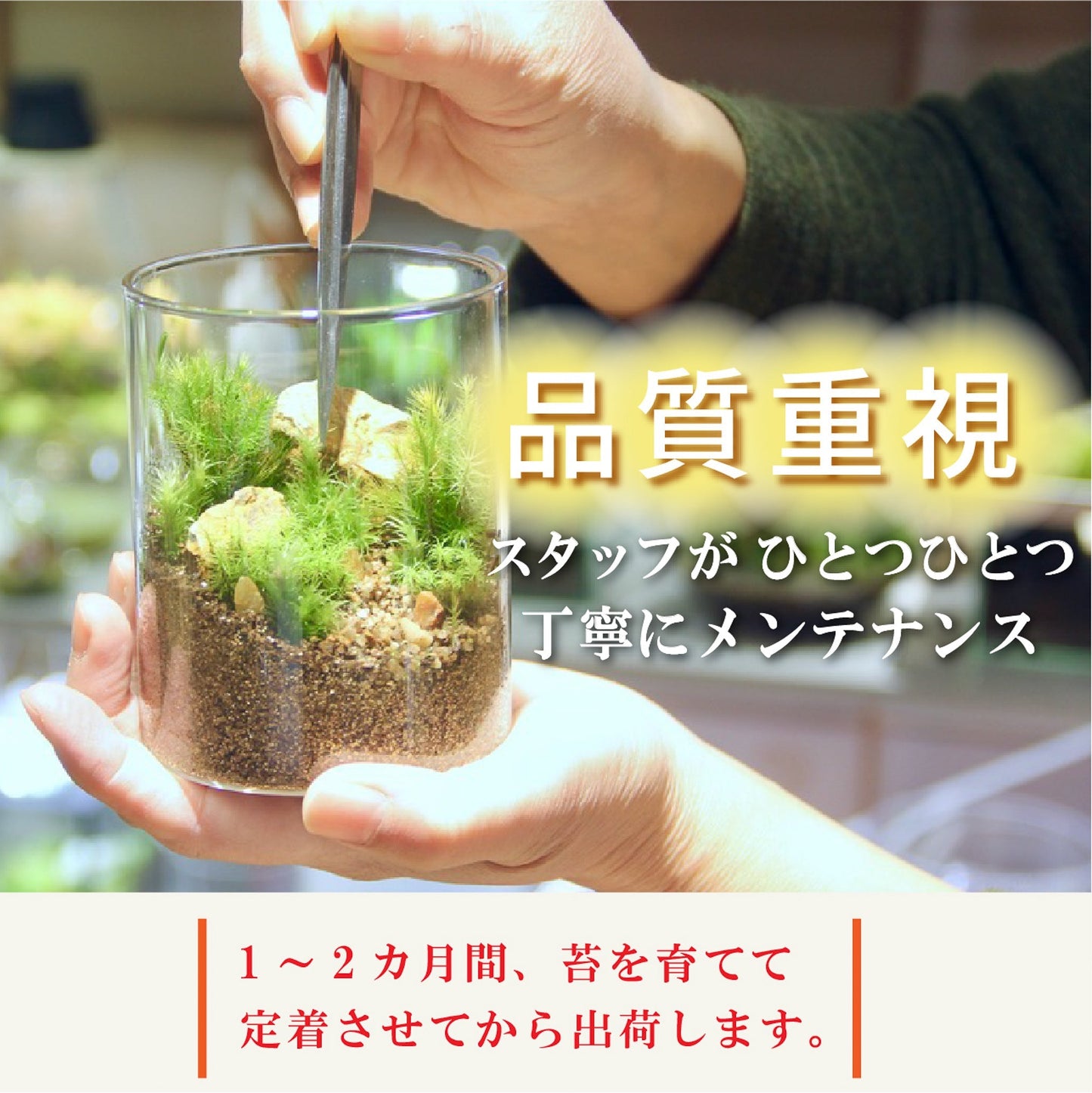 きつねと鳥居_枯山水 ボウルS《苔テラリウム・コケリウム》