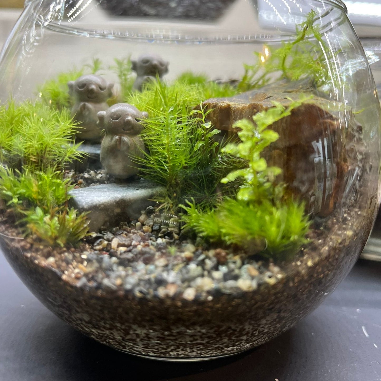 化粧砂 渓流砂(50cc)《苔テラリウム・コケリウム用》