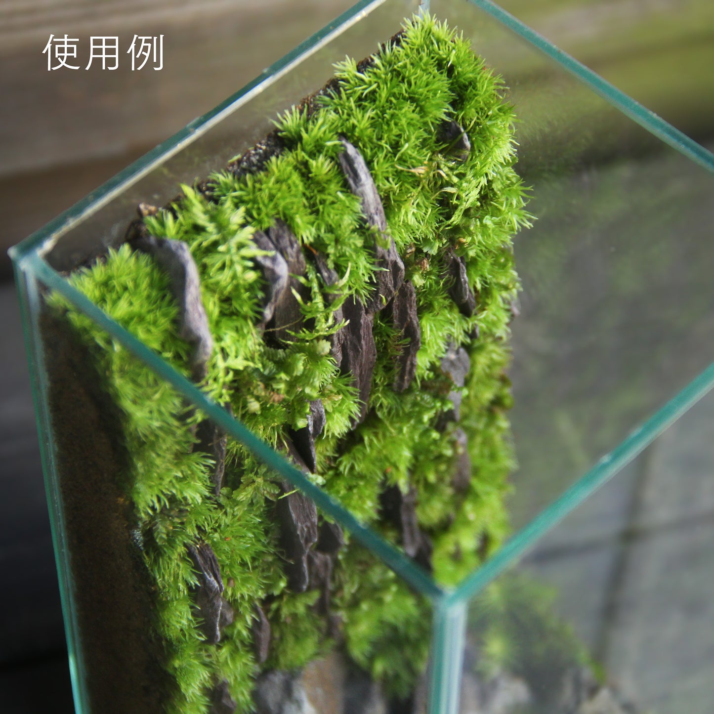 オリジナル苔用土 【造形・壁面タイプ】250cc/450cc《苔テラリウム・コケリウム用》