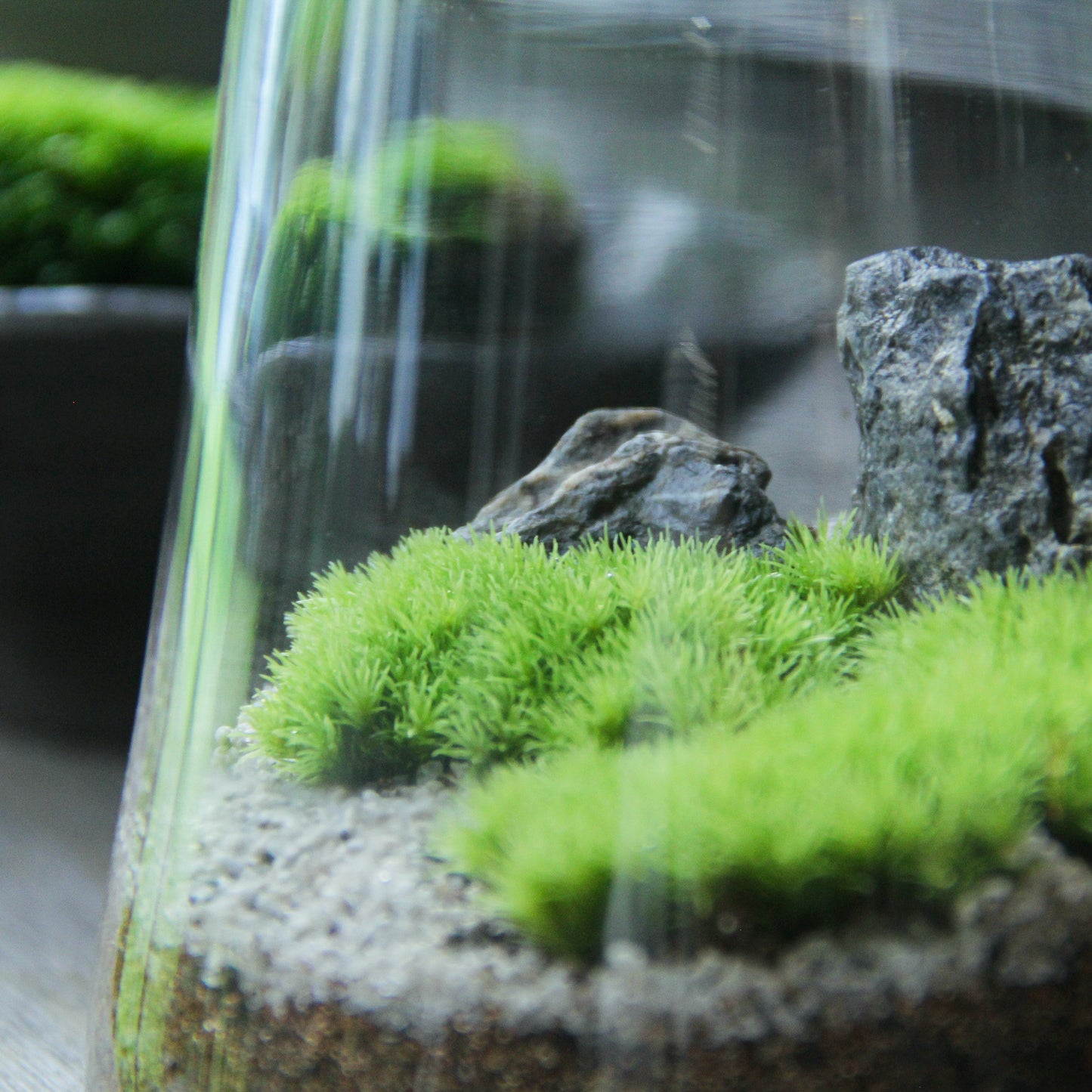 青華石M(30-70mm)《苔テラリウム・コケリウム用》