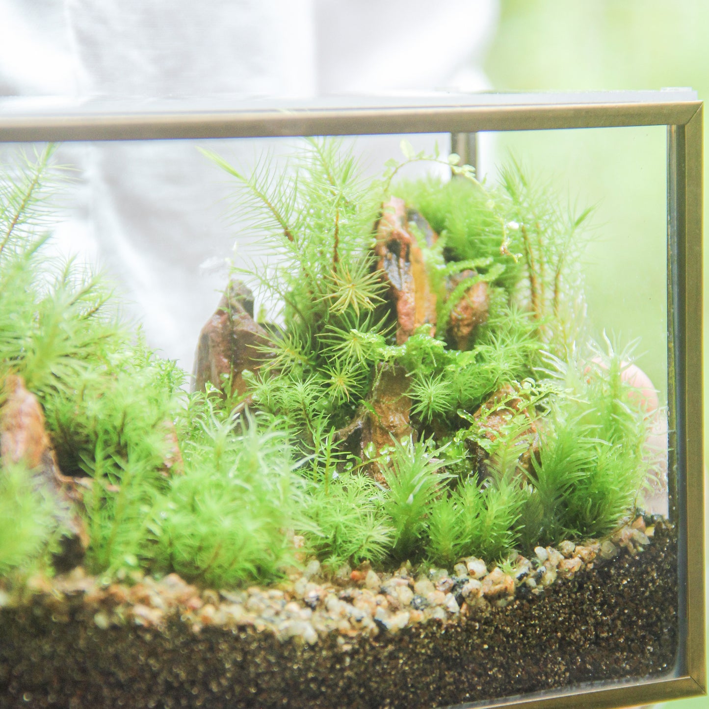 フィギュアなし_山岳の風景 メタルフレームL《苔テラリウム・コケリウム》