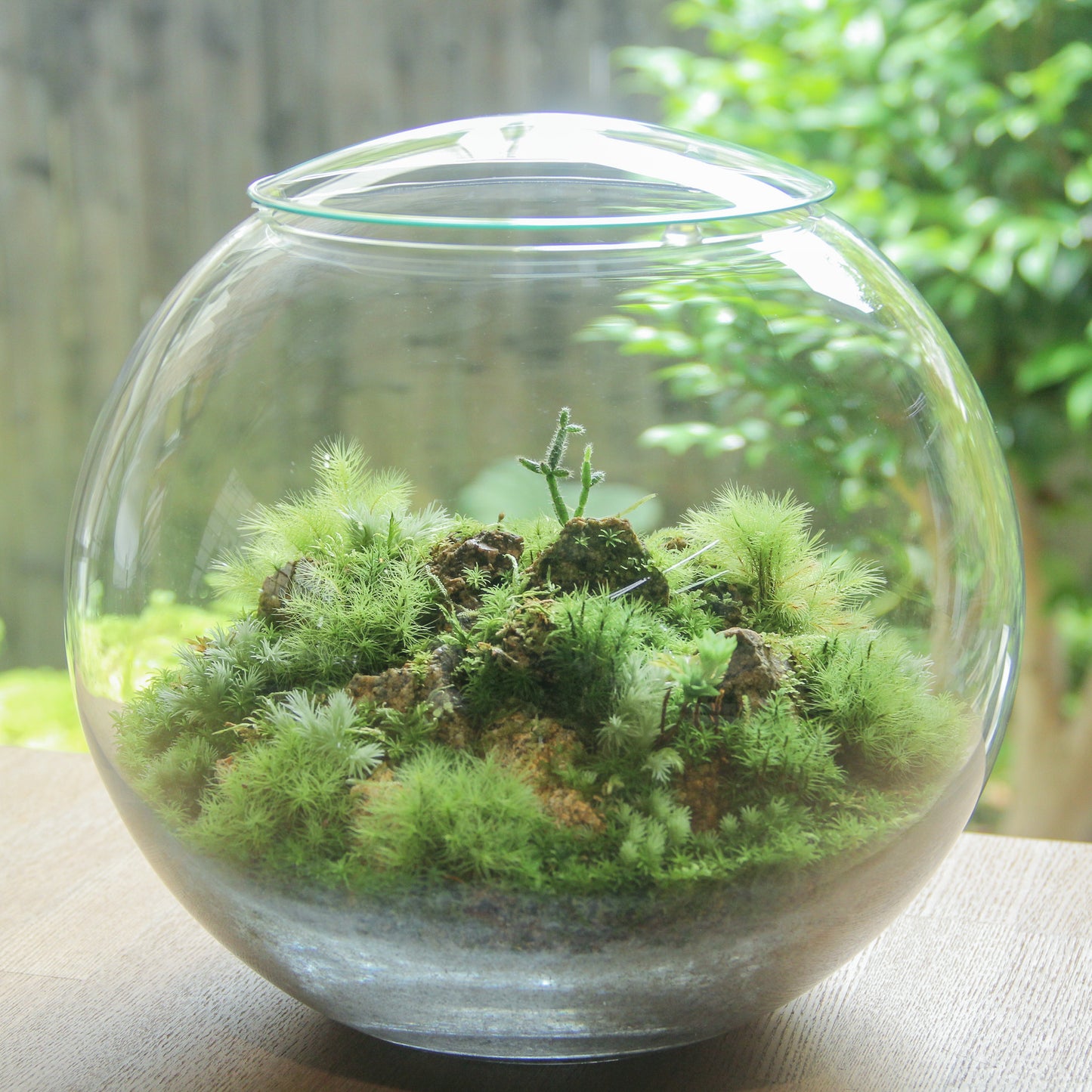 鎌倉苔むすびプレミアム作品-typeA