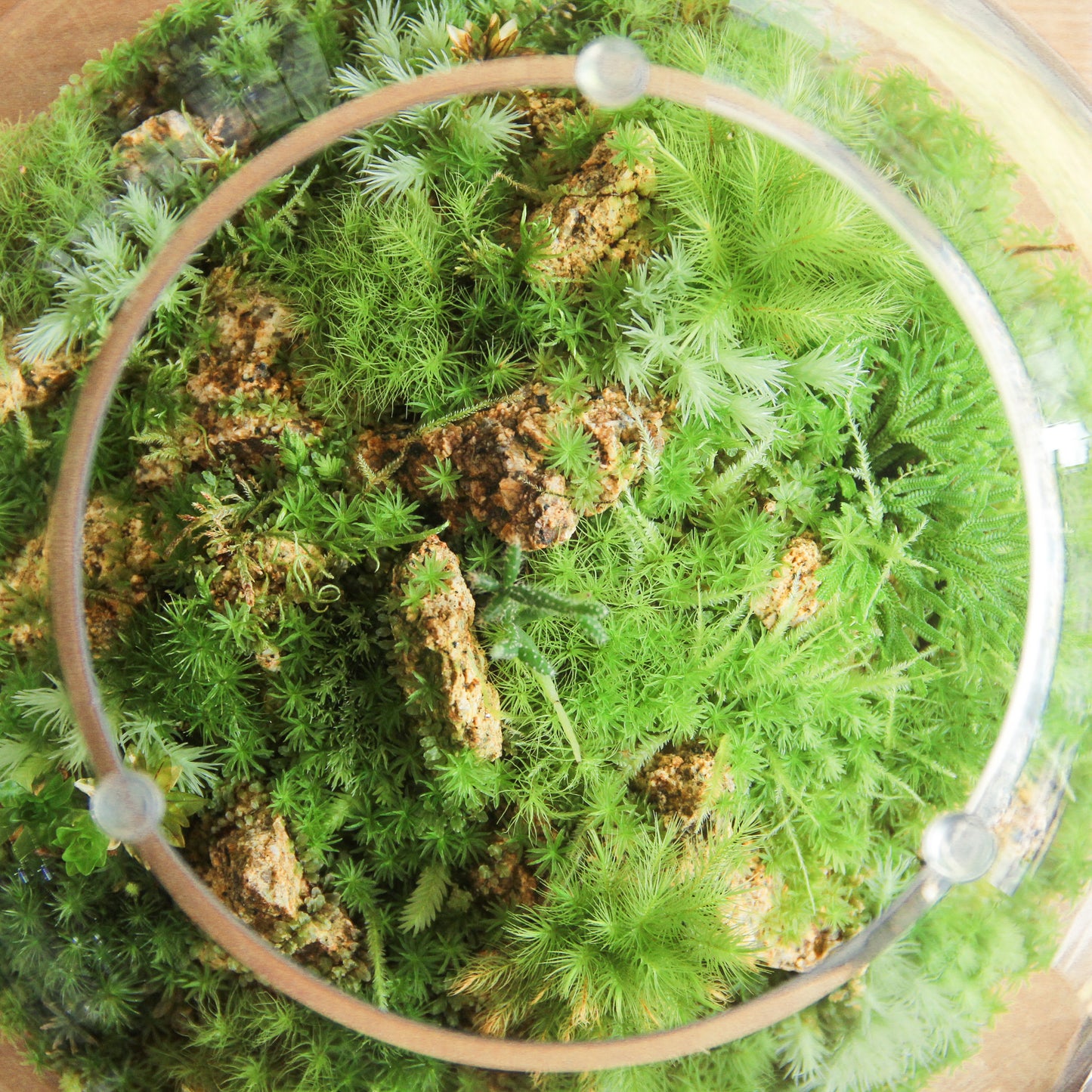 鎌倉苔むすびプレミアム作品-typeA
