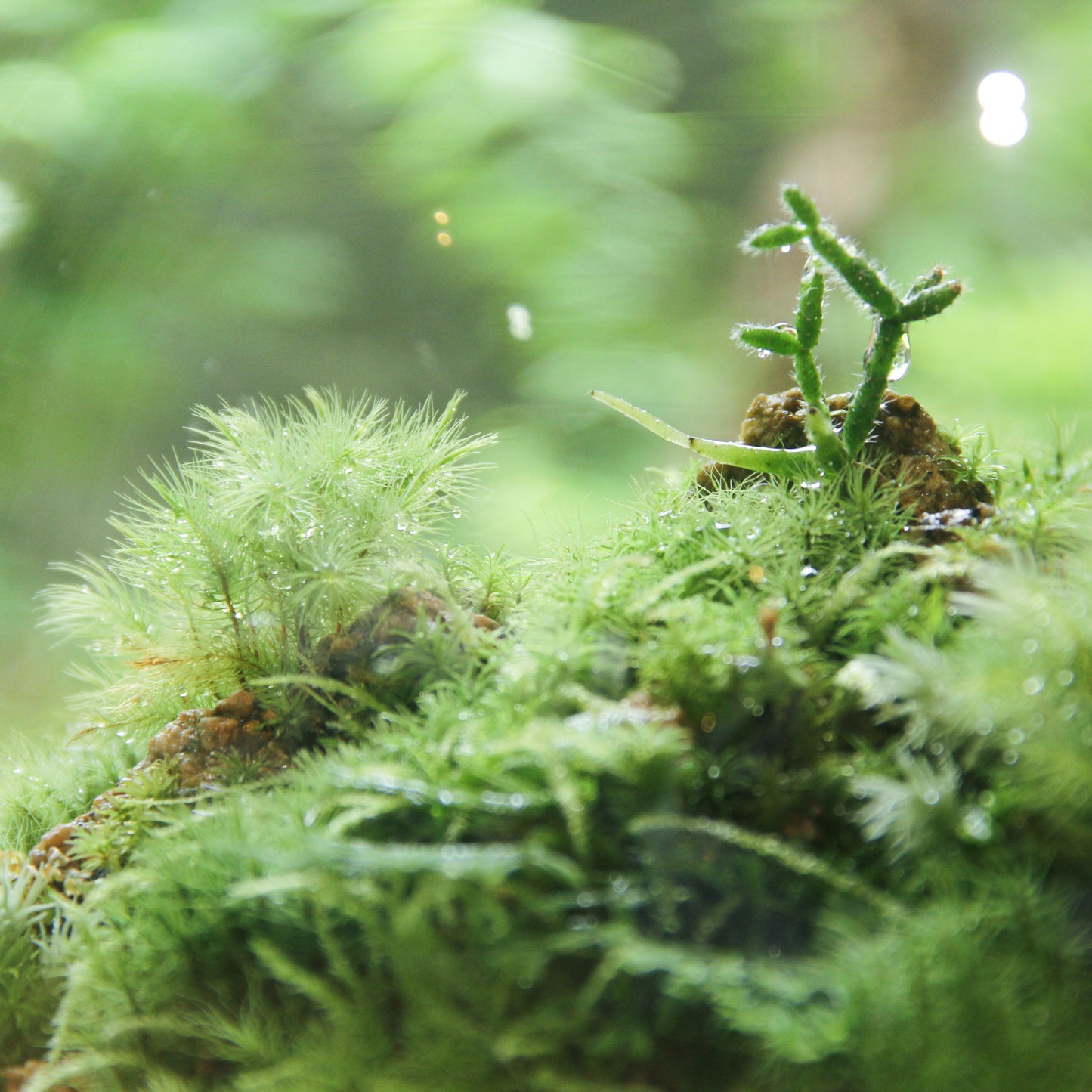 鎌倉苔むすびプレミアム作品-typeA