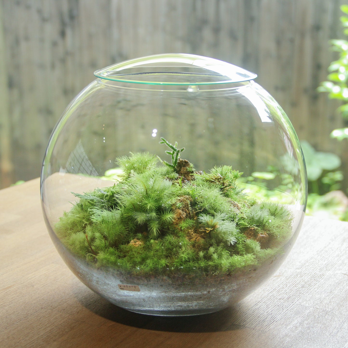 鎌倉苔むすびプレミアム作品-typeA