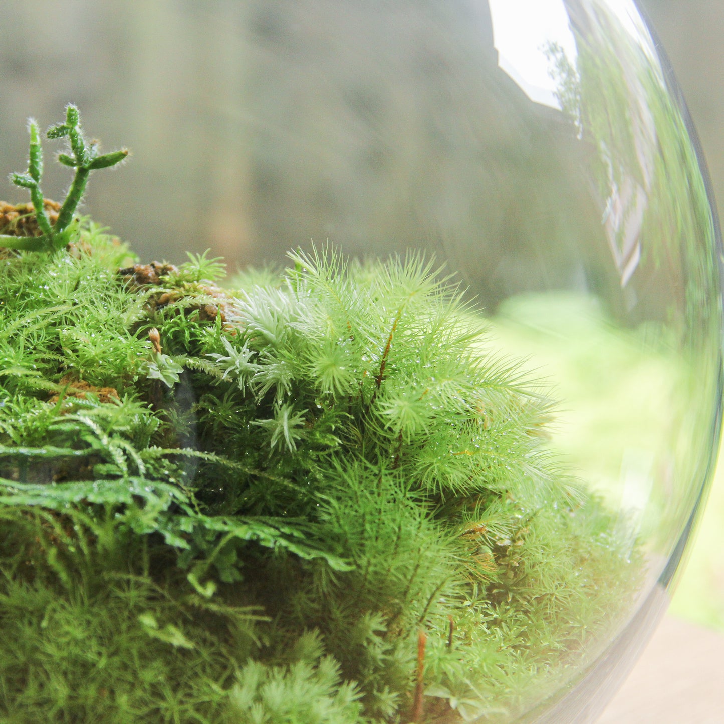 鎌倉苔むすびプレミアム作品-typeA