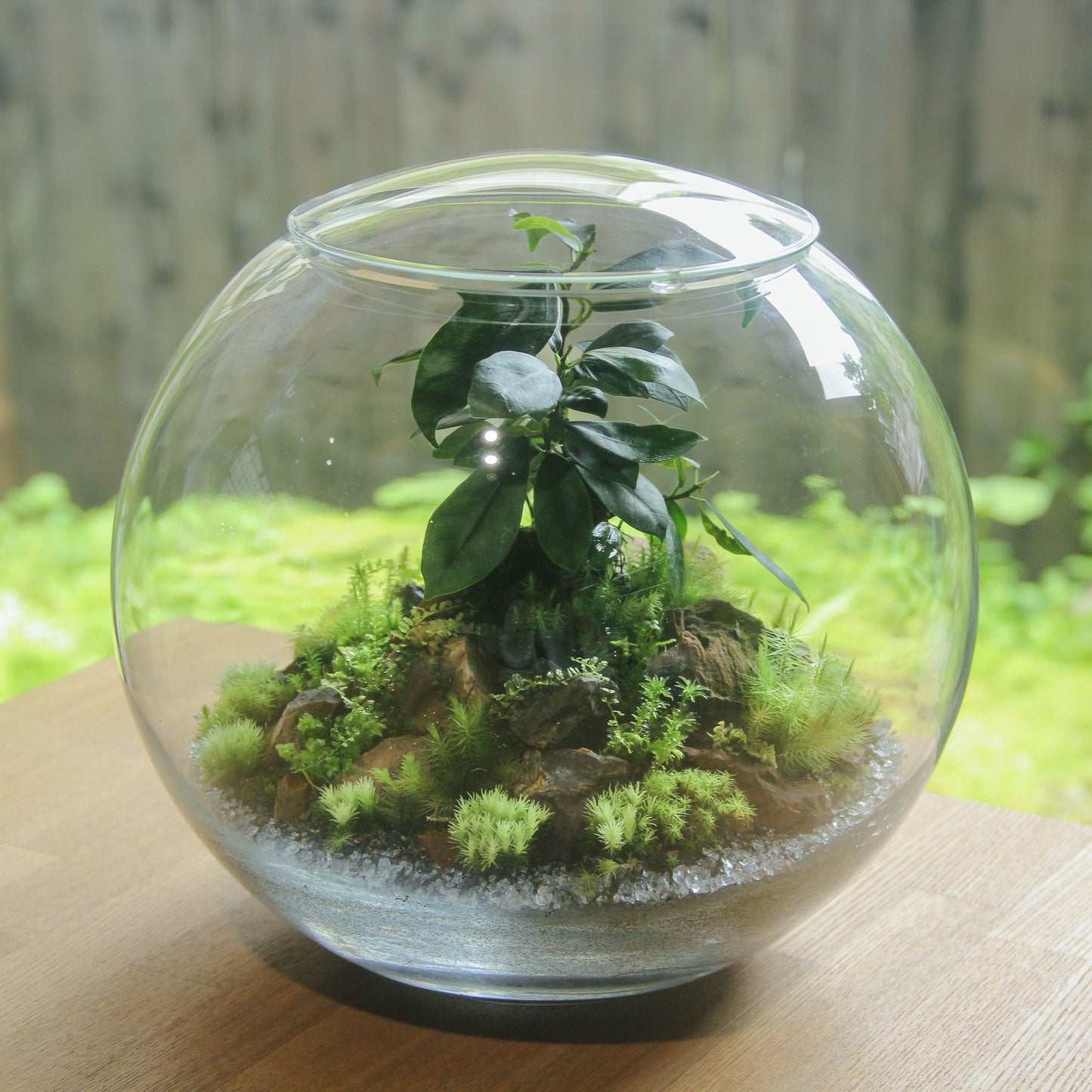 鎌倉苔むすびプレミアム作品-typec