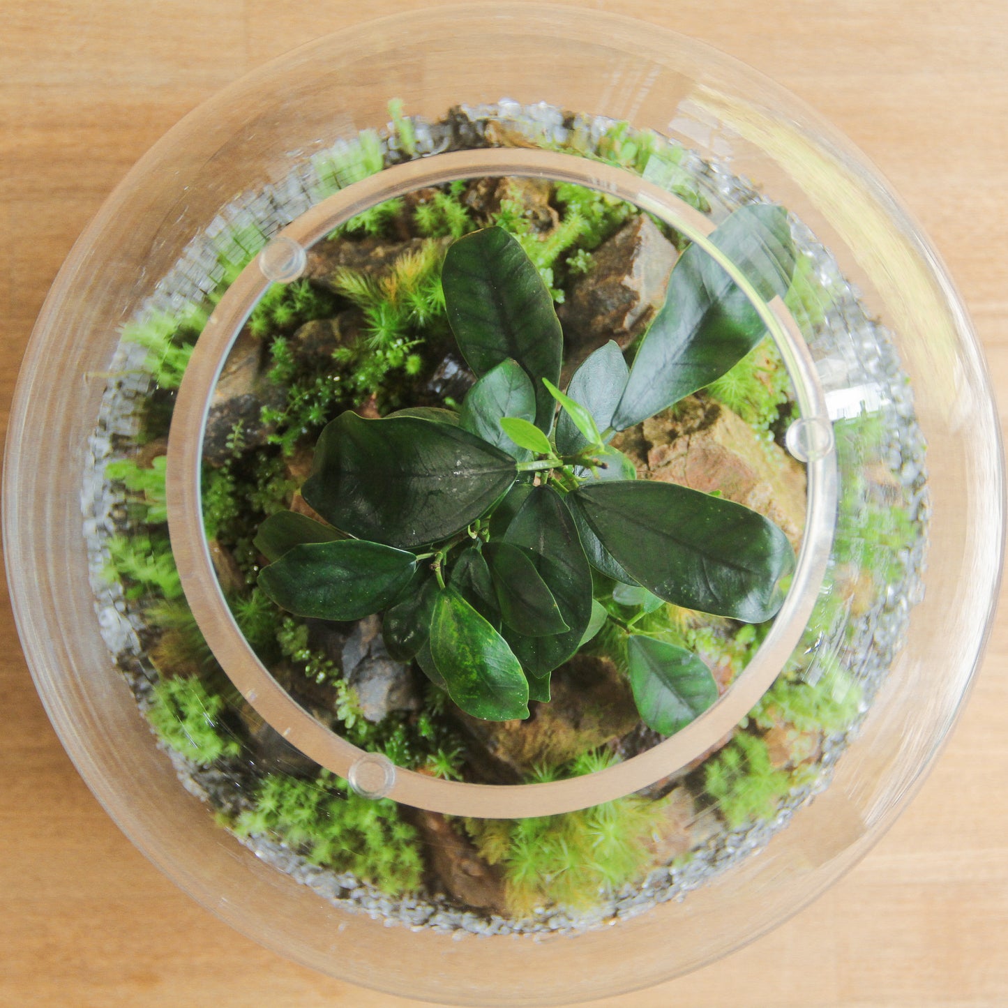 鎌倉苔むすびプレミアム作品-typec
