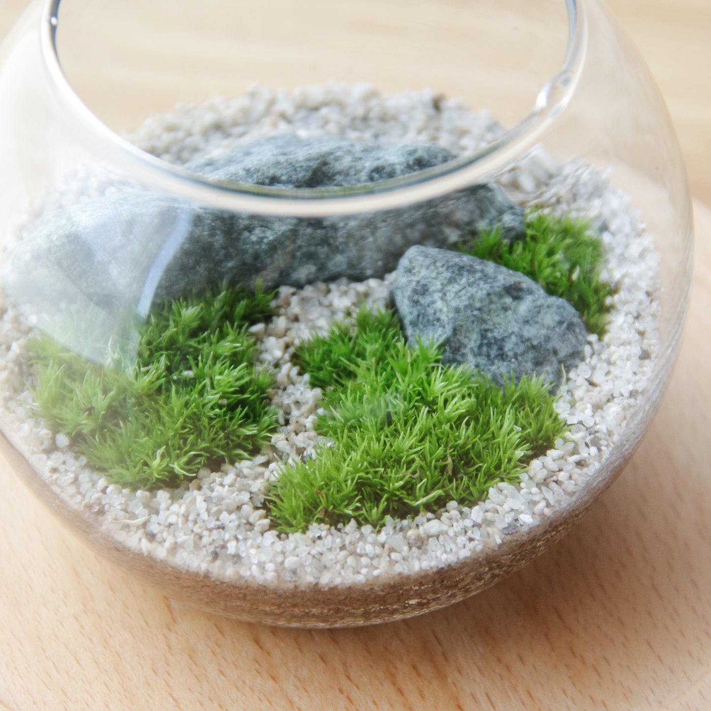 フィギュアなし_枯山水(道あり)ボウルM《苔テラリウム・コケリウム》