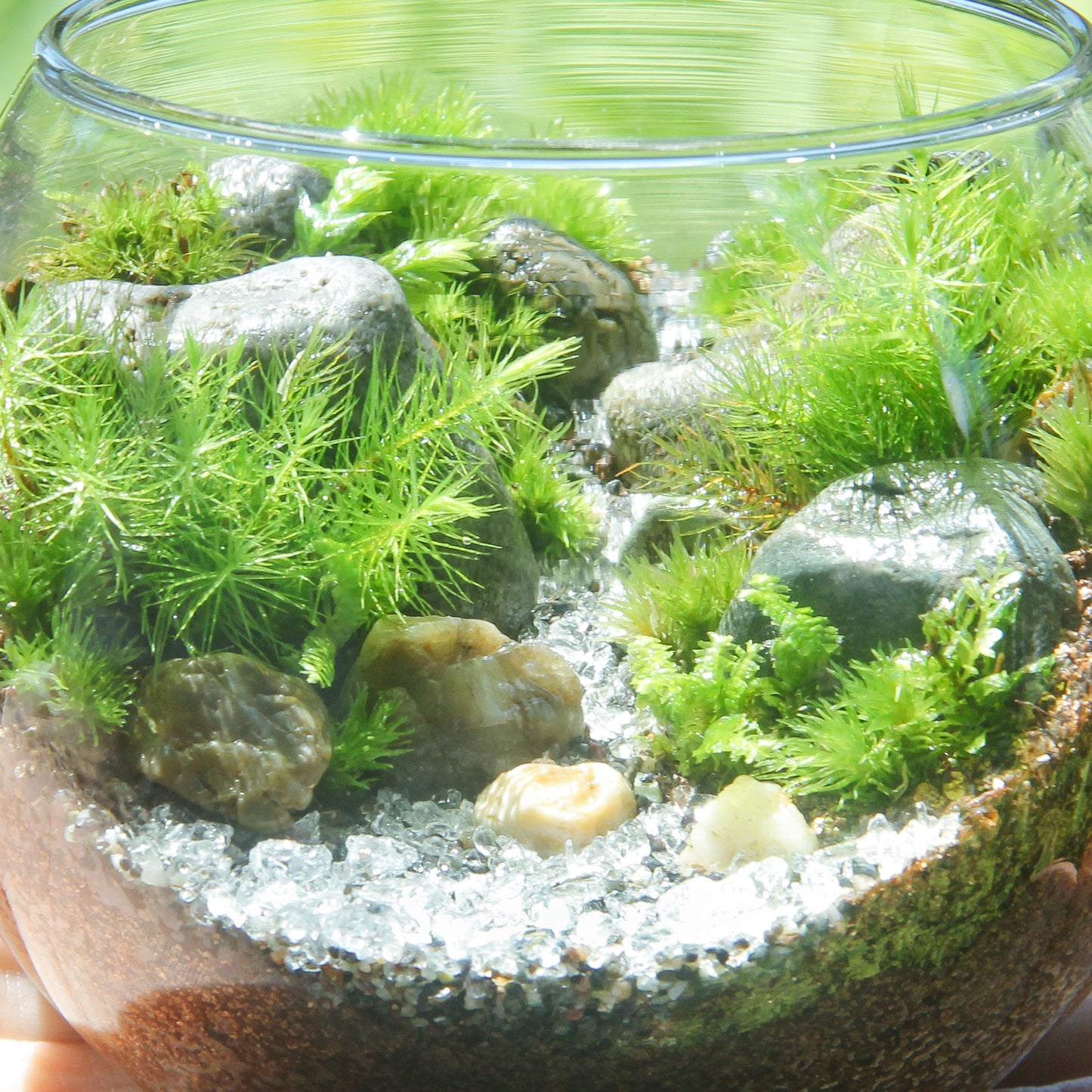 【渓流 type】苔テラリウム制作キット(ツールなし)《苔パック4種》