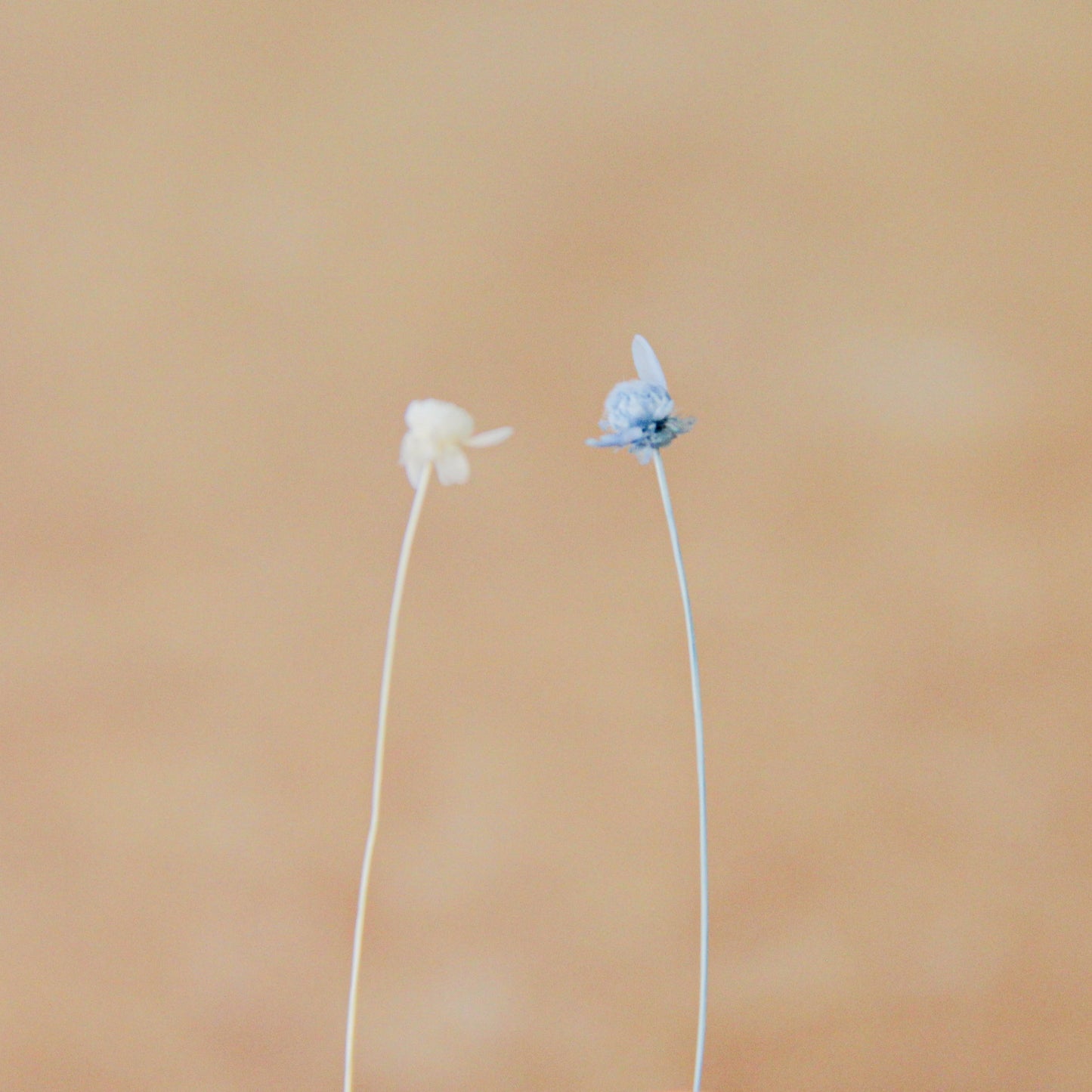 スターフラワーミニ イエロー《プリザーブドフラワー・花材》