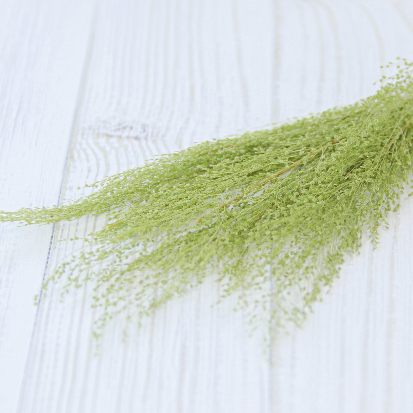 ピーコックグラス グリーン《プリザーブドフラワー・グリーン》