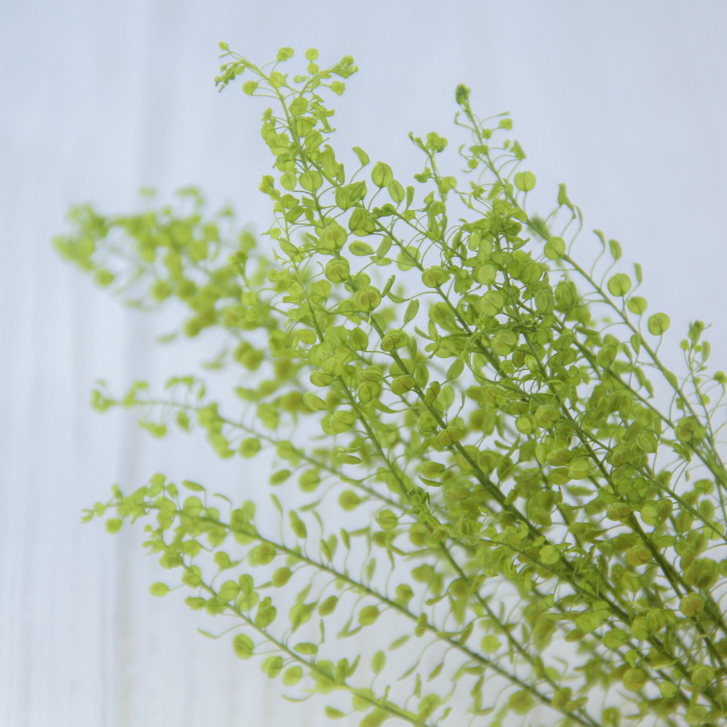 ペティーコート グリーン《プリザーブドフラワー・グリーン》