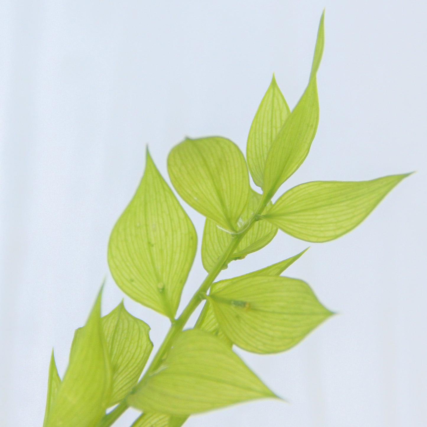 ラスカス ライムグリーン《プリザーブドフラワー・グリーン》