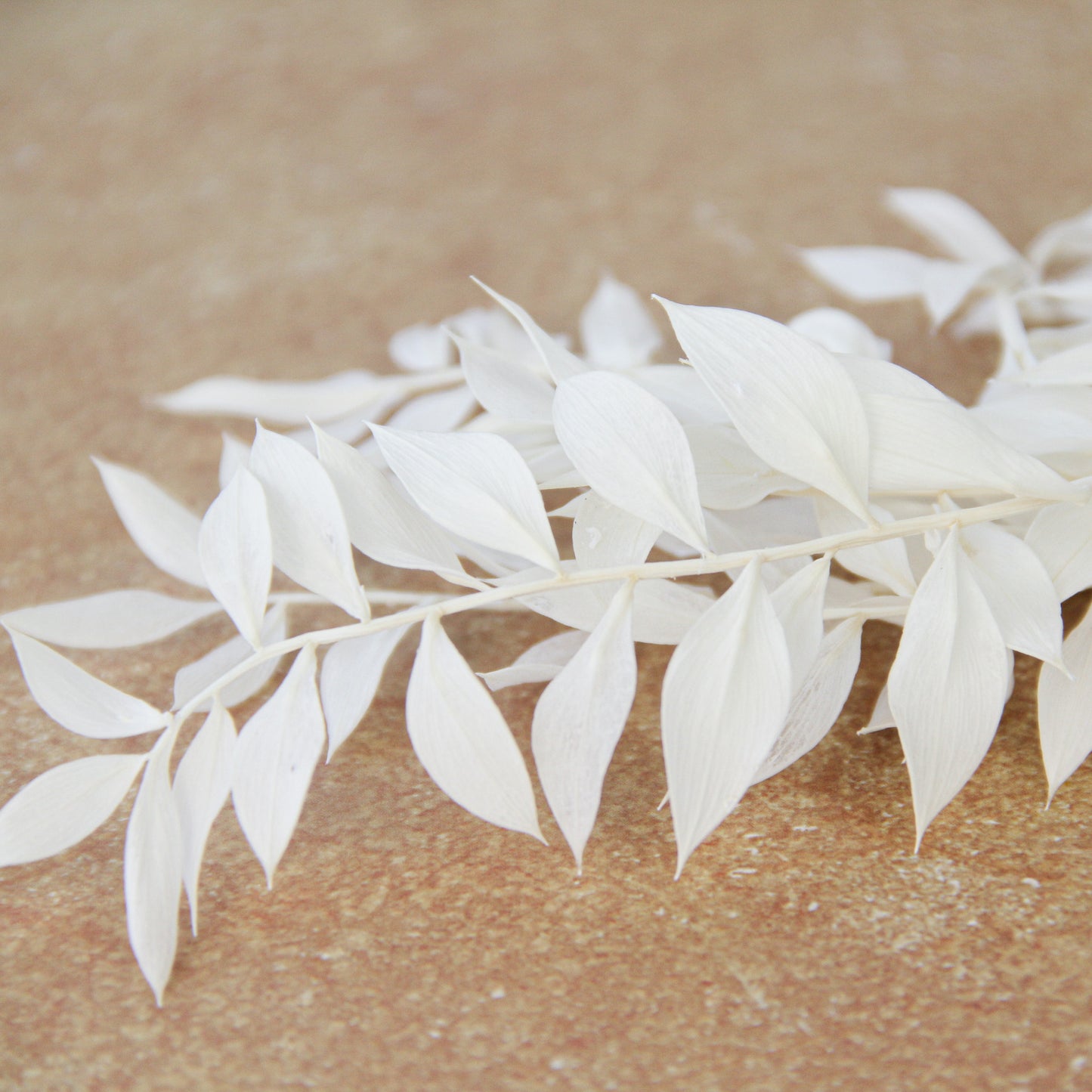 ラスカス オフホワイト《プリザーブドフラワー・グリーン》