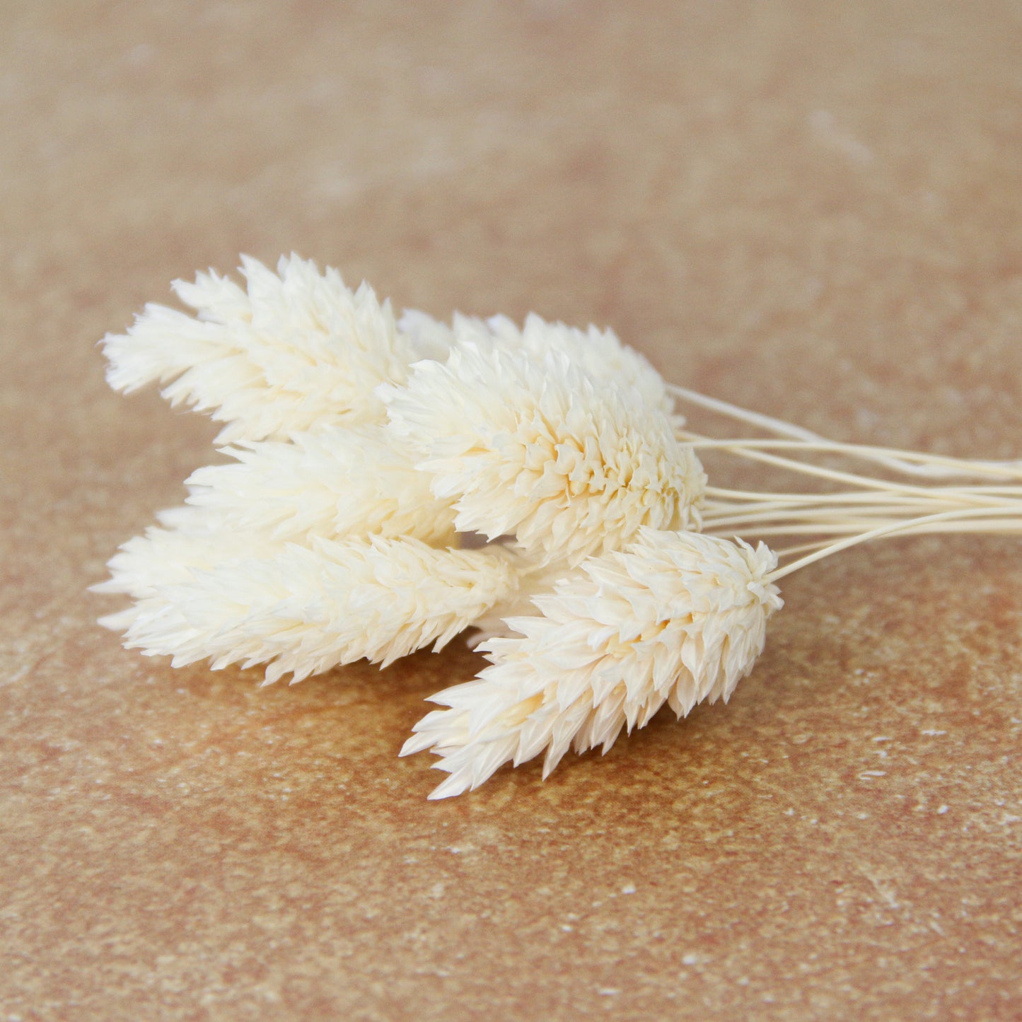 ポアプランツ ホワイト《プリザーブドフラワー・花材》