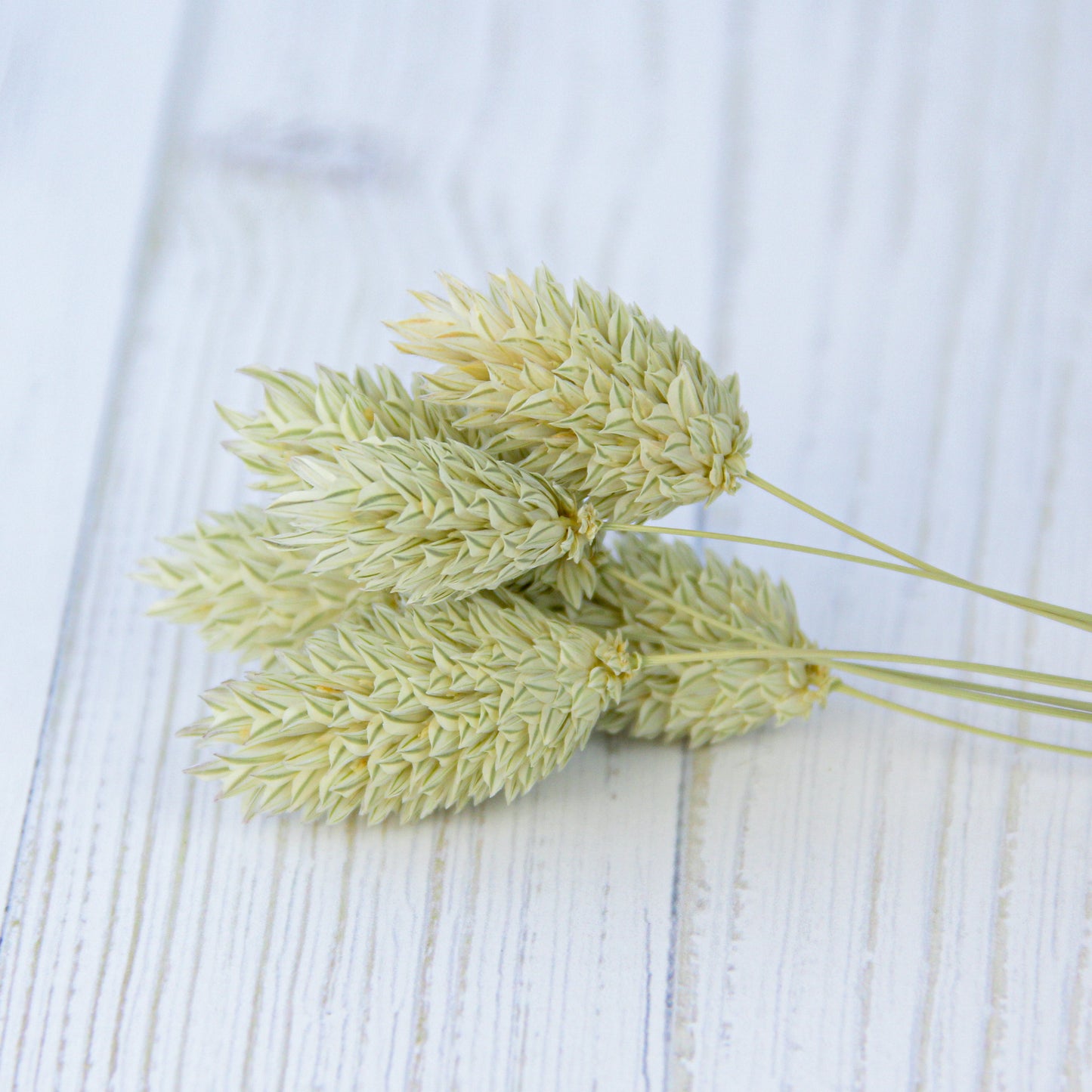 ポアプランツ ナチュラルグリーン《プリザーブドフラワー・花材》