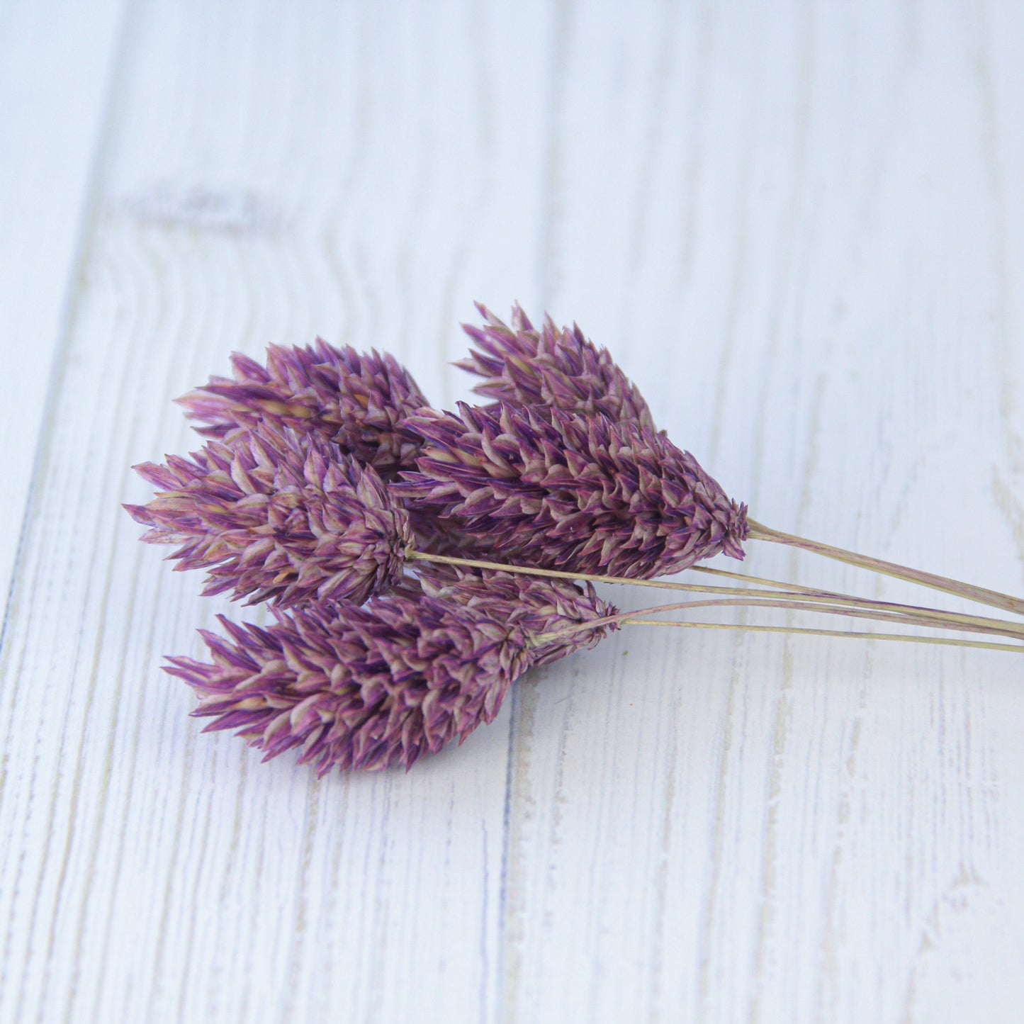 ポアプランツ クラシックパープル《プリザーブドフラワー・花材》