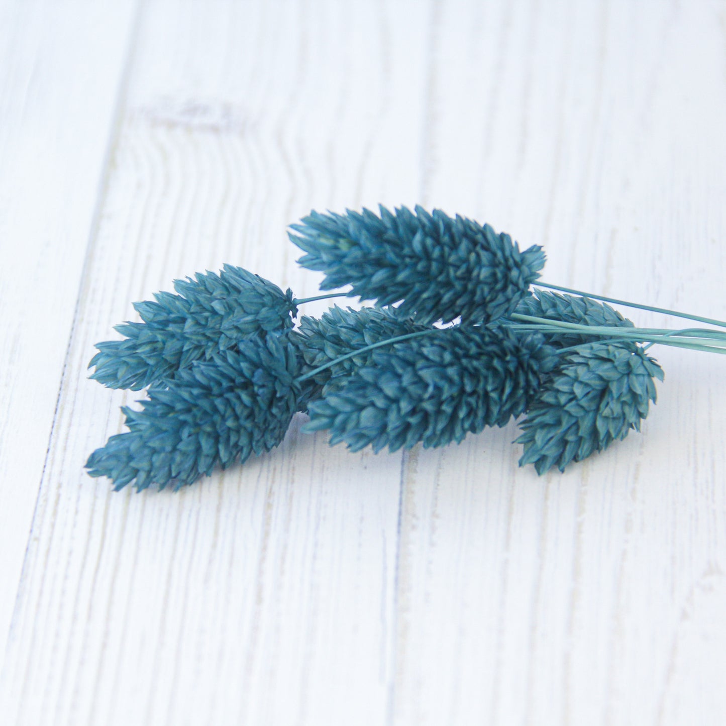 ポアプランツ ブルーグレー《プリザーブドフラワー・花材》