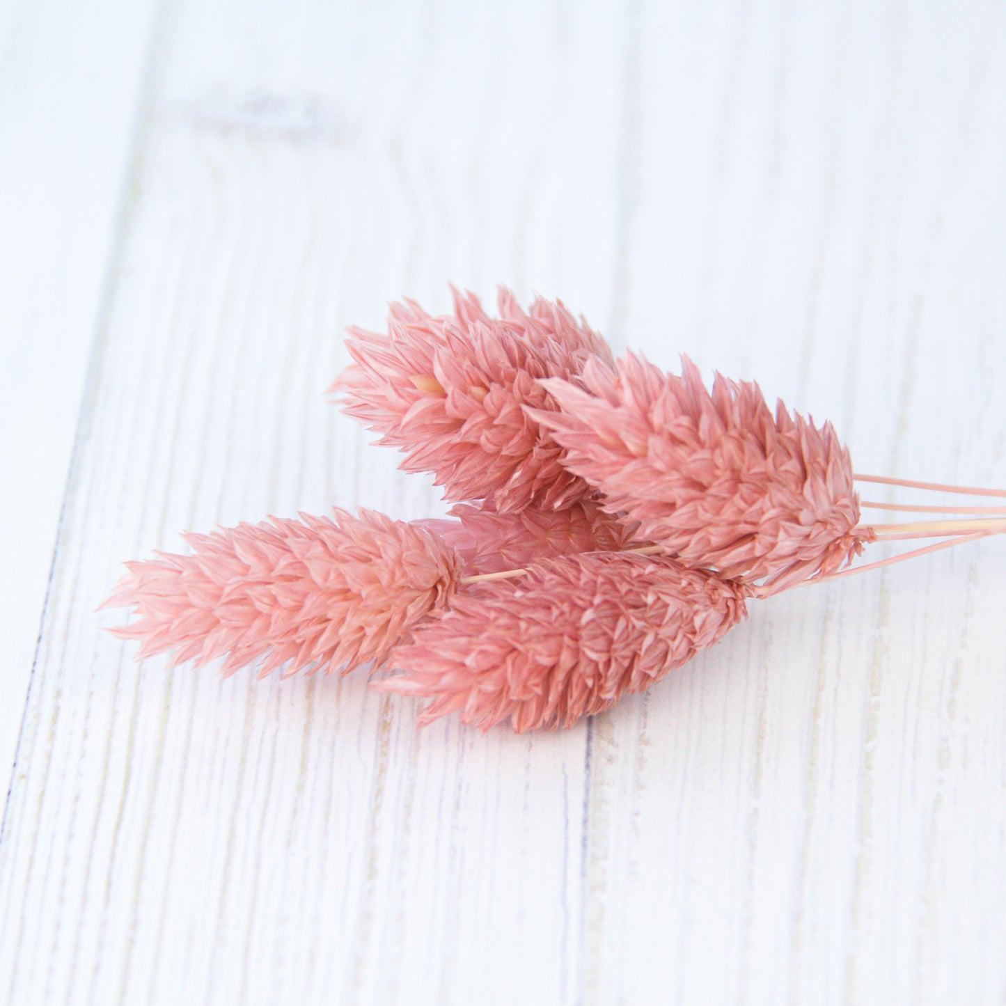 ポアプランツ クラウドピンク《プリザーブドフラワー・花材》