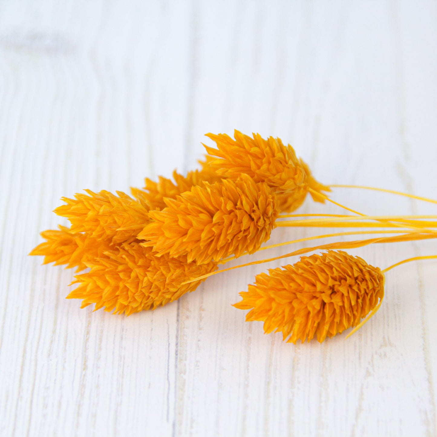 ポアプランツ やまぶき《プリザーブドフラワー・花材》