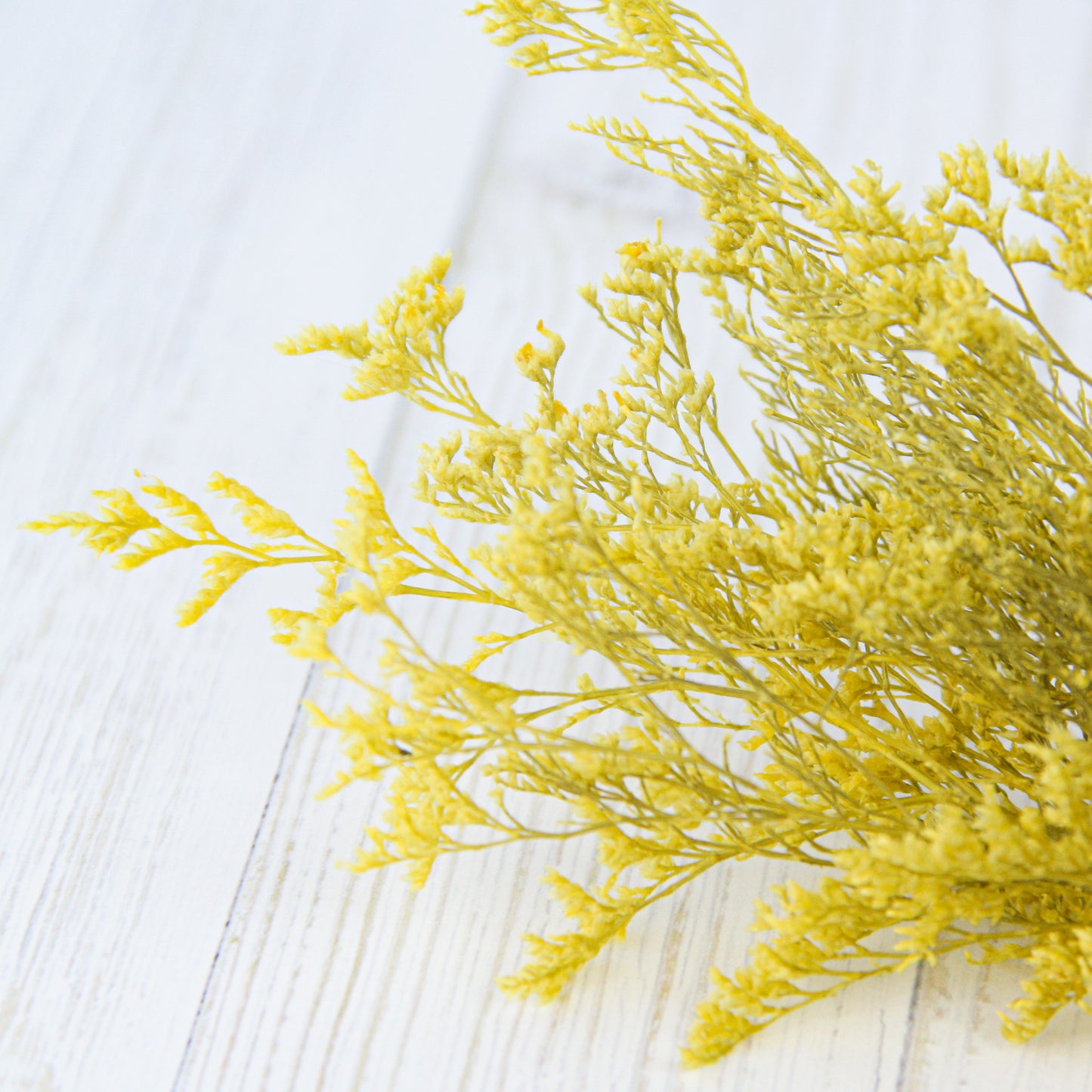 カスピア ナチュラルイエロー《プリザーブドフラワー・花材》