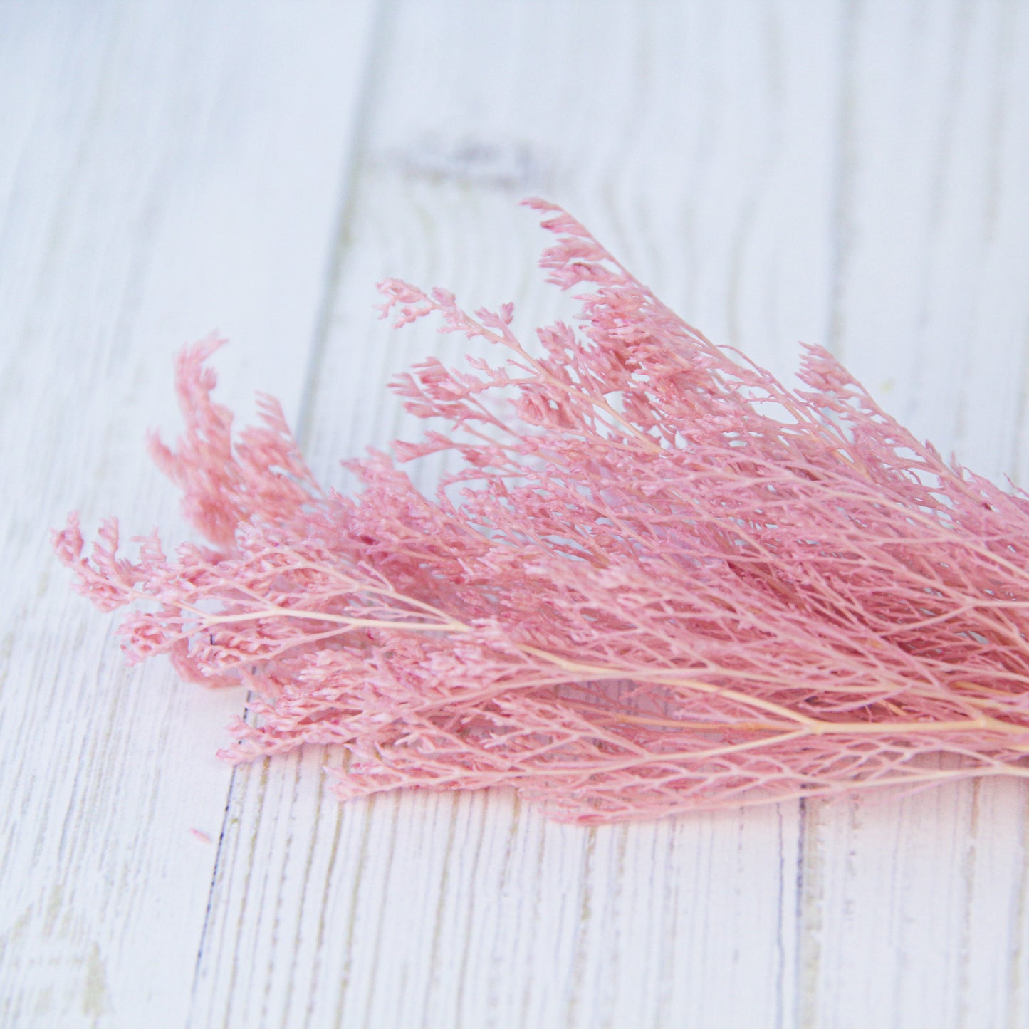 カスピア ピンク《プリザーブドフラワー・花材》