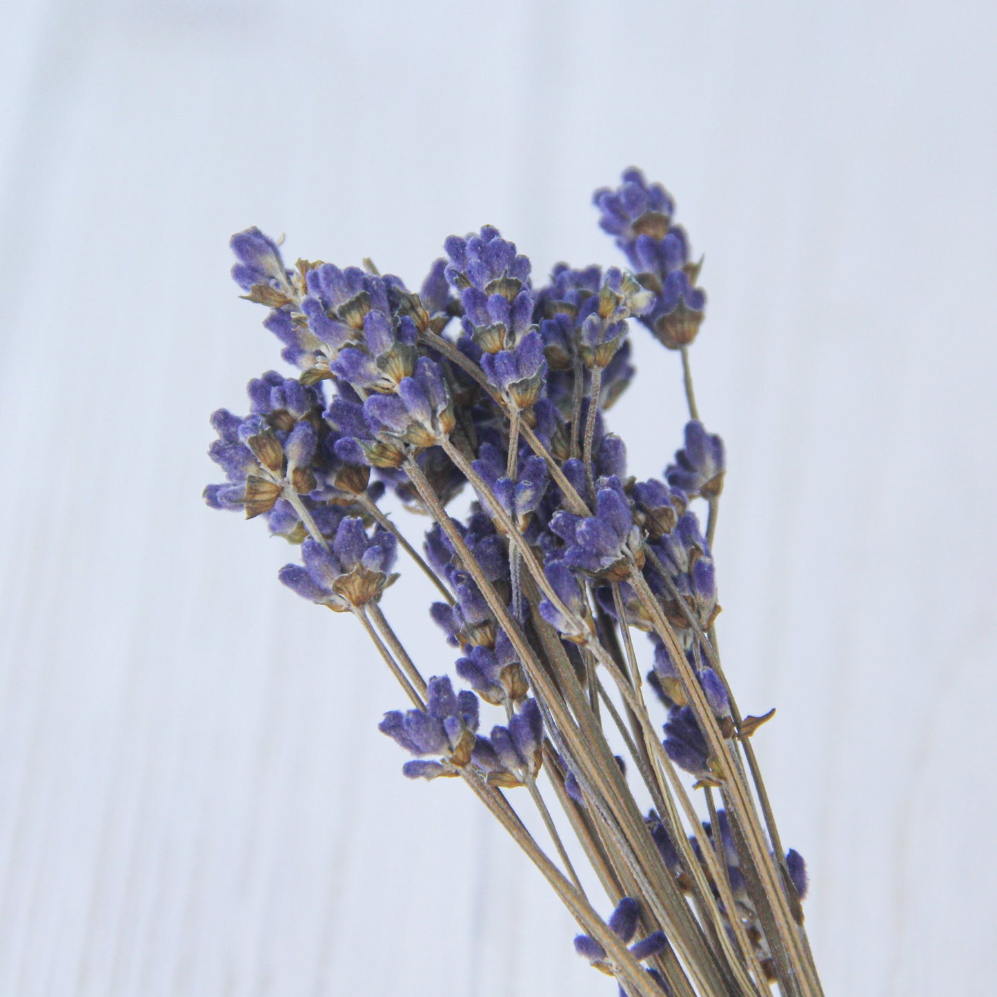 ラベンダー ナチュラル《プリザーブドフラワー・花材》