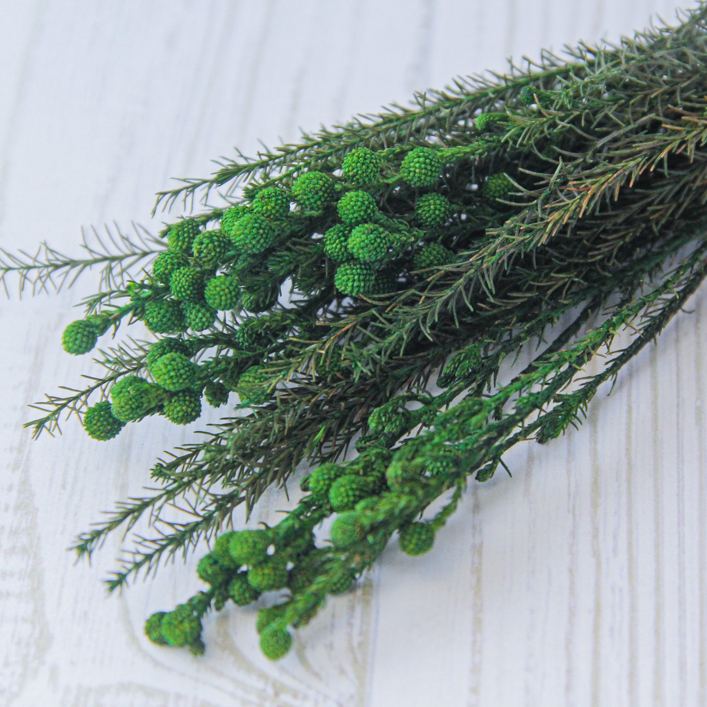 バーゼリア グリーン《プリザーブドフラワー・グリーン》