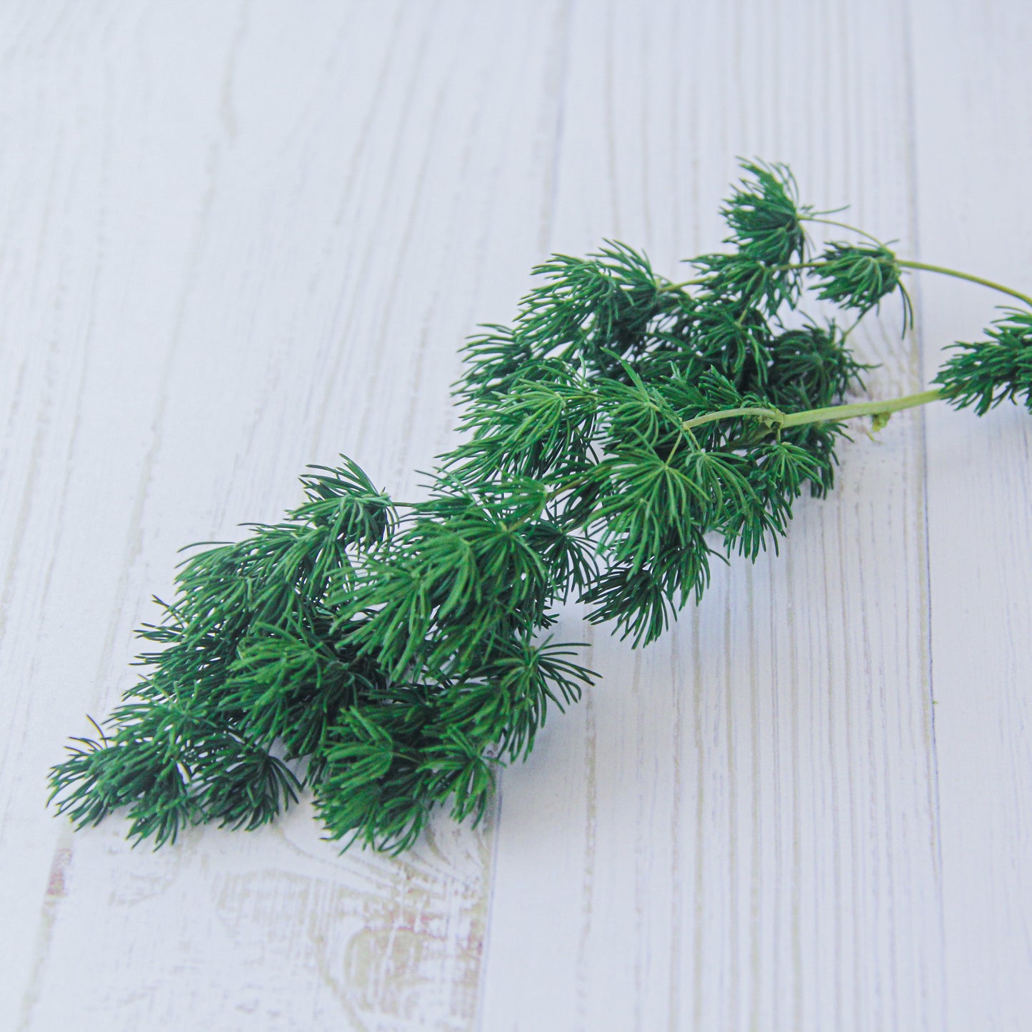 ミリオクラダス グリーン《プリザーブドフラワー・グリーン》