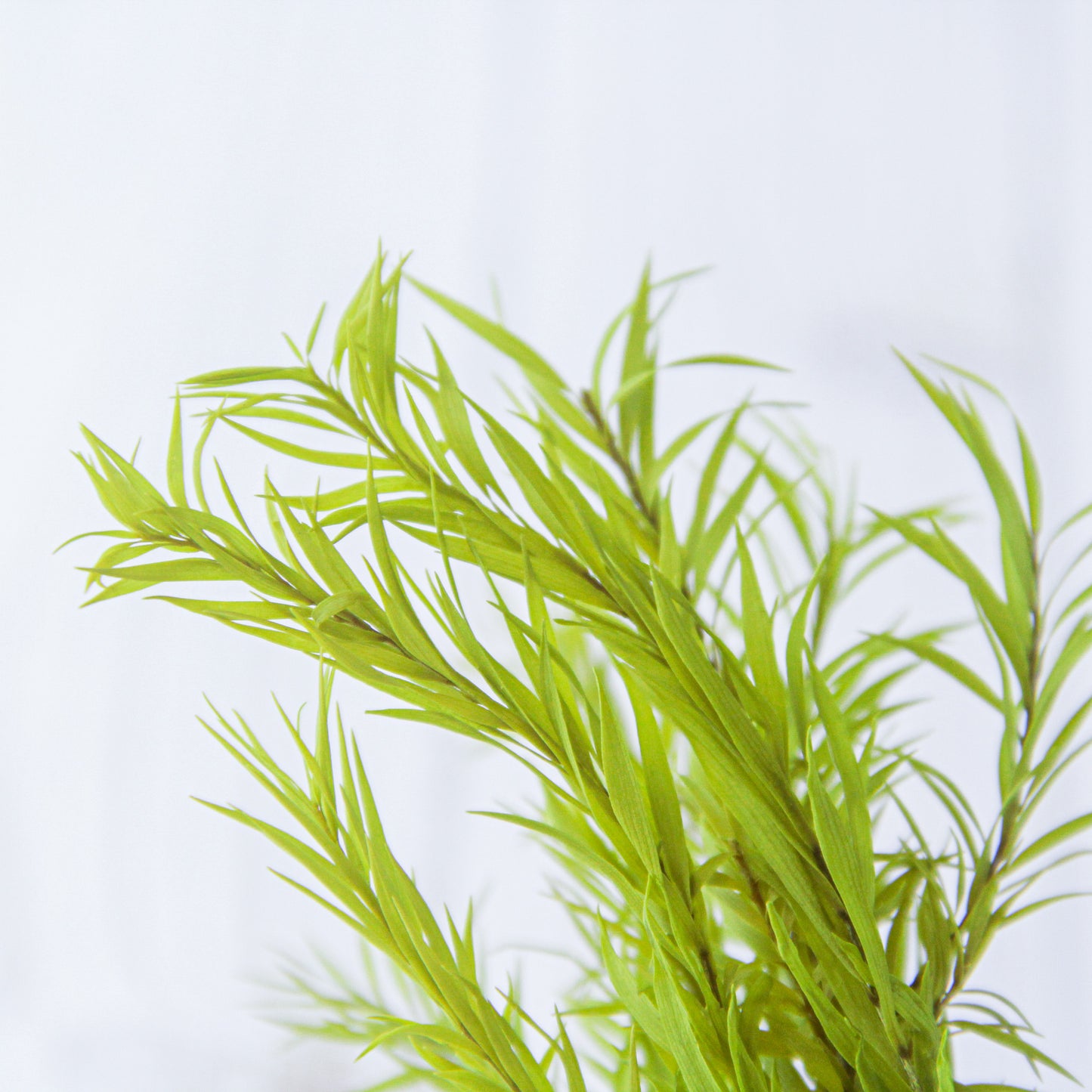 ティーツリー ライムグリーン《プリザーブドフラワー・グリーン》