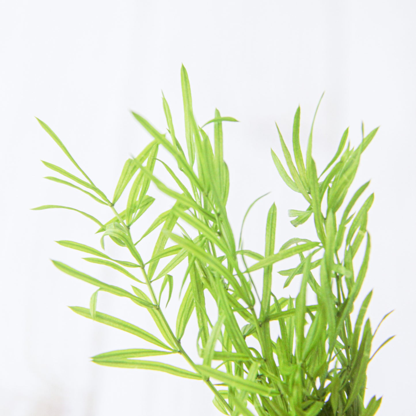 アスパラ・スプリンゲリー ライムグリーン《プリザーブドフラワー・グリーン》