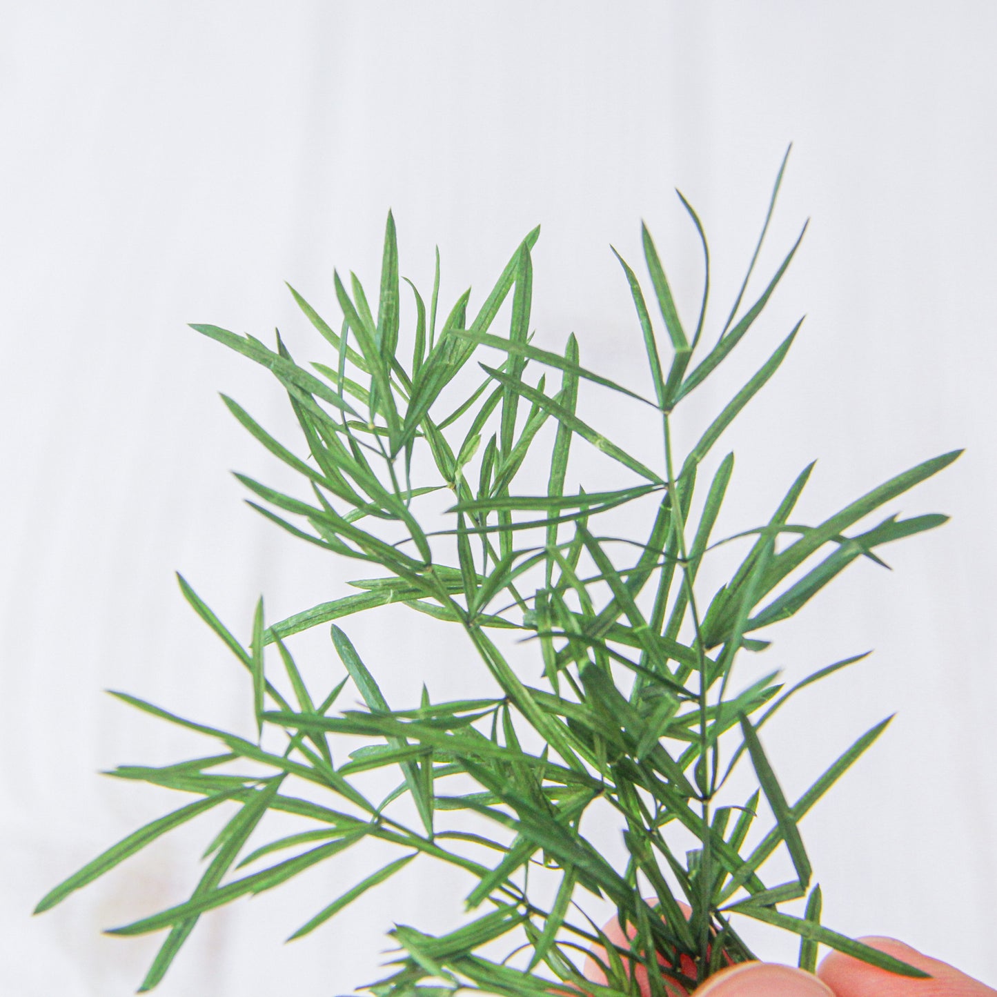 アスパラ・スプリンゲリー フレッシュグリーン《プリザーブドフラワー/グリーン》